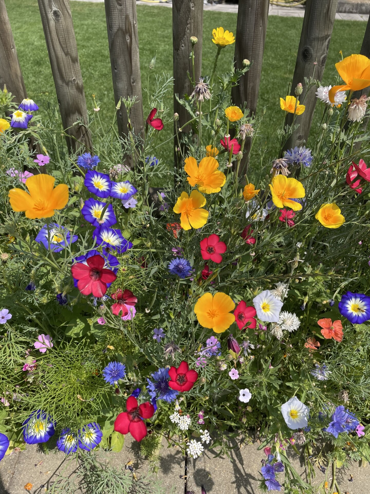 Bepflanzung & Grünflächen